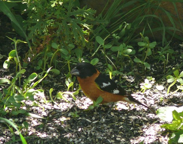 black-headed grosbeak