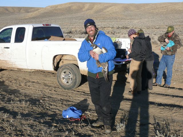 playin' with chickens