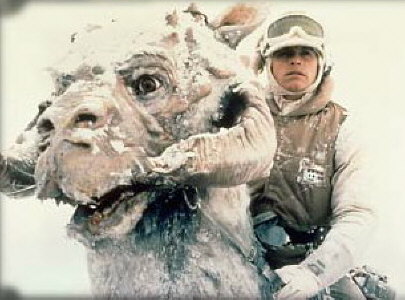 Taun Taun